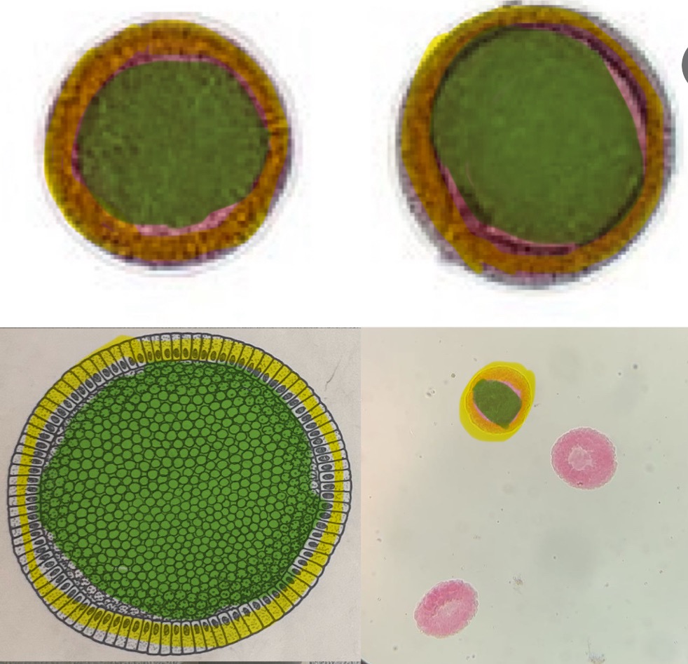 <p>Structure: green</p>