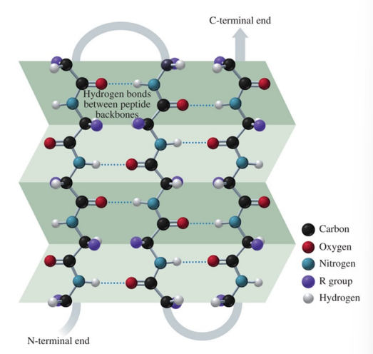 <p>hydrogen bonds form between the carbonyl oxygen atoms and hydrogen atoms in the amide groups bending the polypeptide chain into a sheet</p>