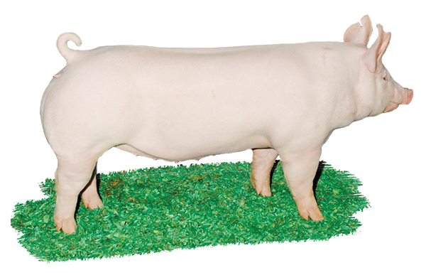<p>It is called the “mother breed”, white with erect ears.<br>In UK referred to as Large White.<br>Frequently part of crossbreeding programs.<br>Noted for large litters, relatively lean carcasses and good feed conversion. </p>