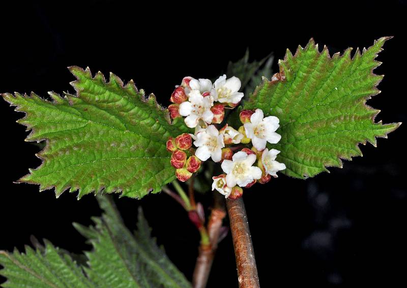 <p>Highbush cranberry</p>