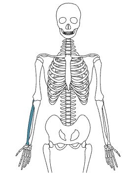 <p>What bone is this?</p>