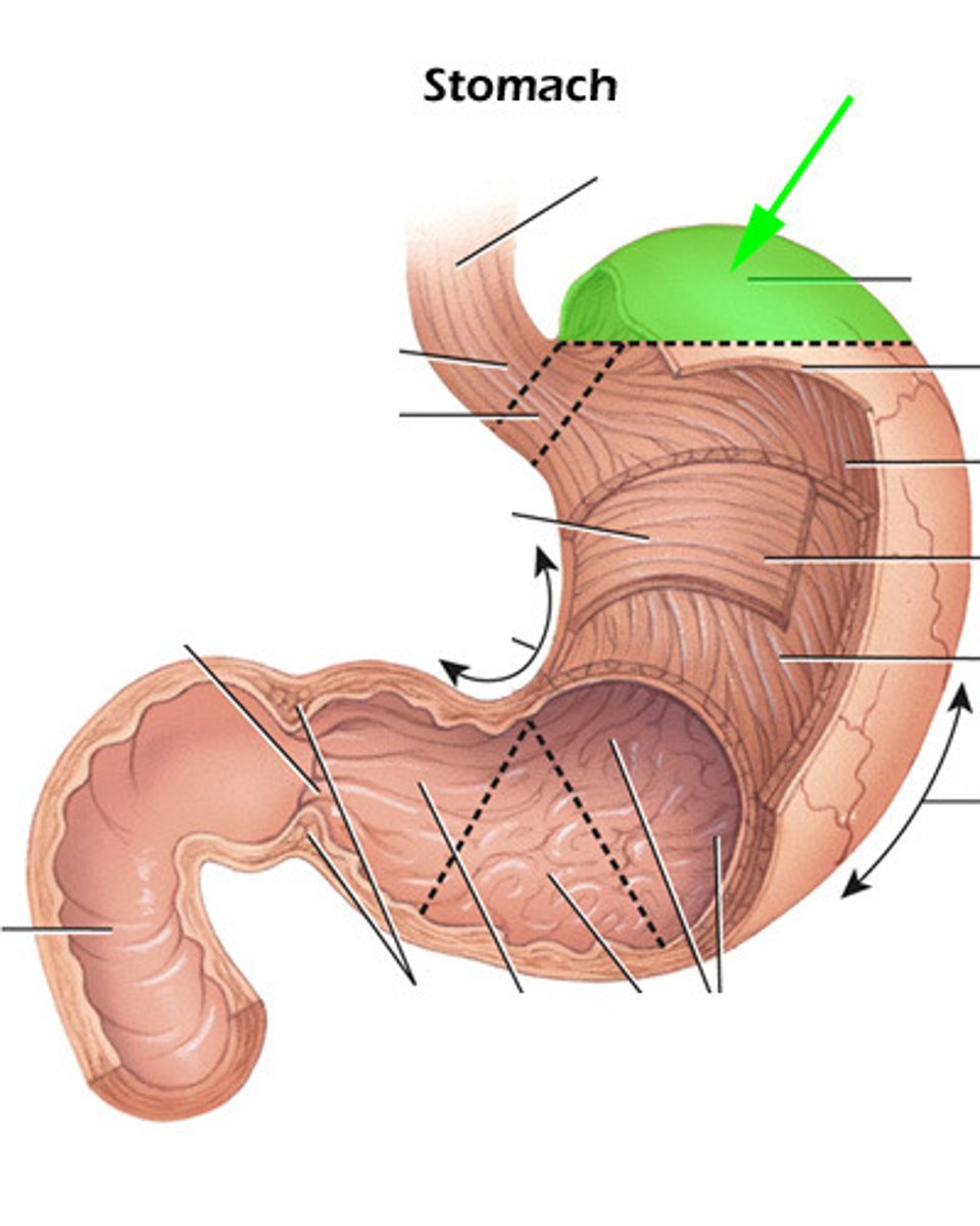knowt flashcard image