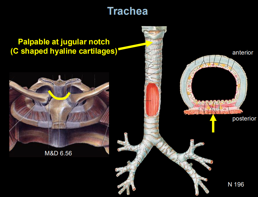 <p><span style="background-color: transparent;"><strong>Trachea:</strong> A rigid tube supported by <strong>C-shaped hyaline cartilage rings</strong>.</span></p>