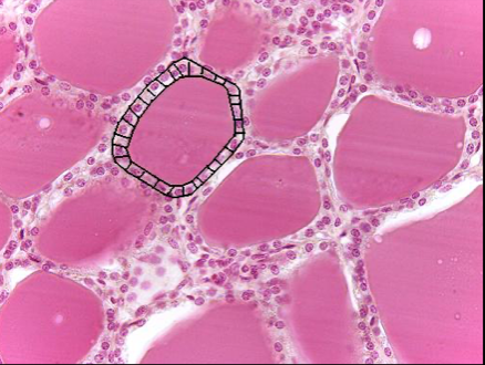 <p>Name the tissue </p>