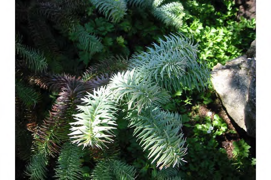 <p>•</p><p>Cupressaceae</p><p>•</p><p>Native to China, Vietnam, Laos</p><p>•</p><p>Key Characters:</p><p>•</p><p>Sharp needles</p><p>•</p><p>Whorled branches</p><p>•</p><p>Pendulous branches</p>