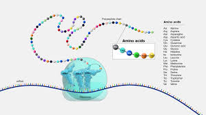 <p>AA sequence ..</p>