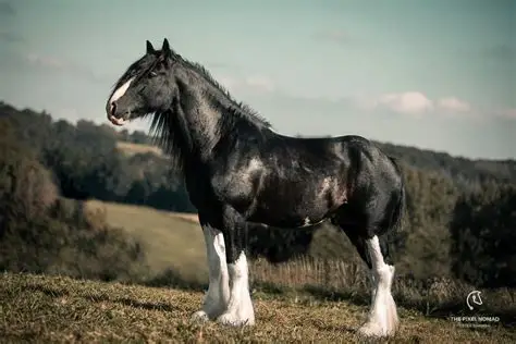<p>Draft Horse </p>