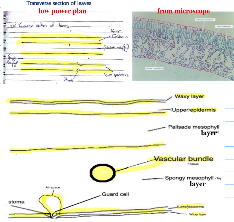 <ul><li><p><strong>draw only major outlines / large visible structures</strong></p></li><li><p><strong>just general lay out</strong><br><br><strong>(like the other example, </strong>Transverse section of leaves)</p></li></ul><p><br><br>NOTE → individual <strong><u><mark data-color="yellow" style="background-color: yellow; color: inherit;">CELLS ARE NEVER DRAWN IN LOW POWER PLAN</mark></u></strong></p>