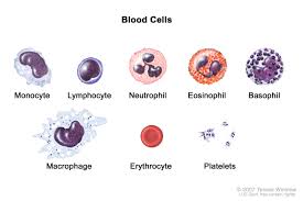 <p>What are thrombocytes?</p>