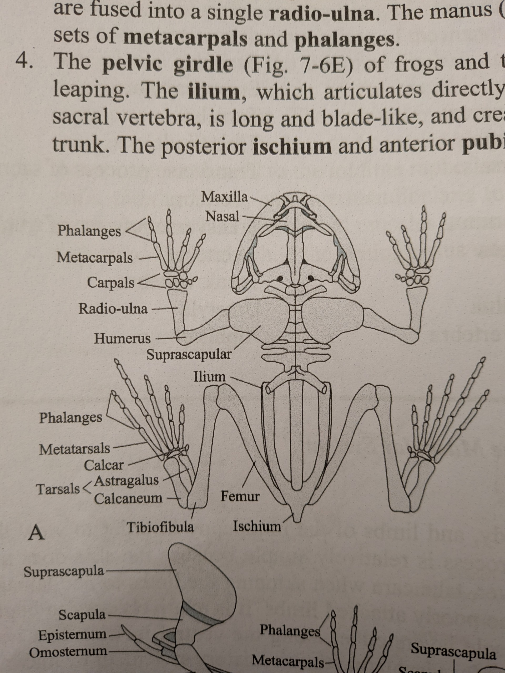 knowt flashcard image