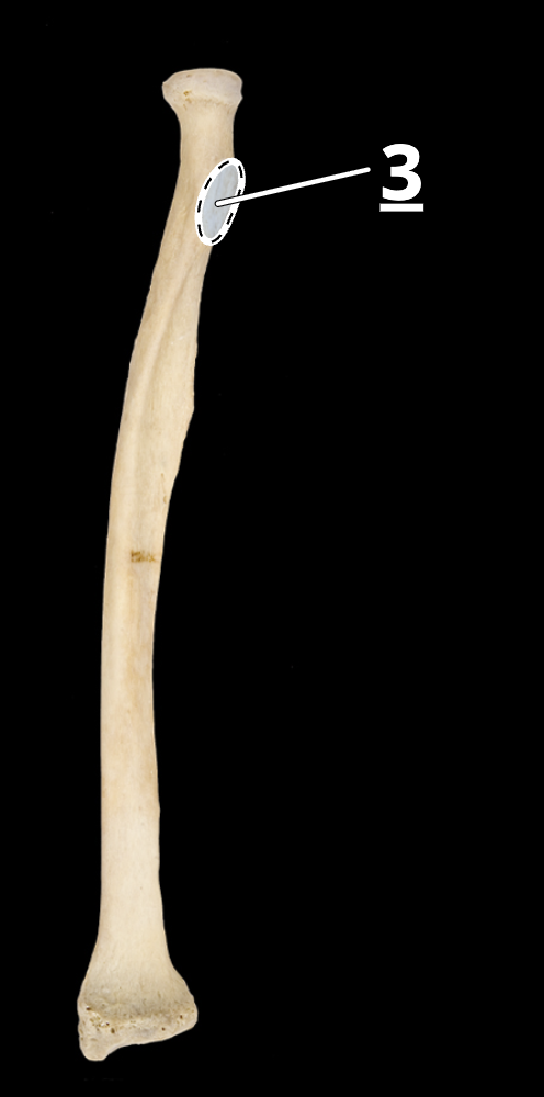 <p>3</p>