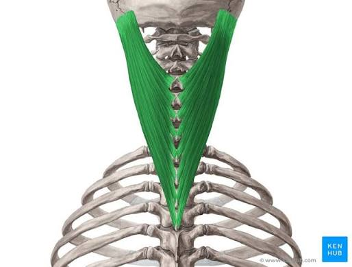 <p>What is the muscle highlighted in green</p>