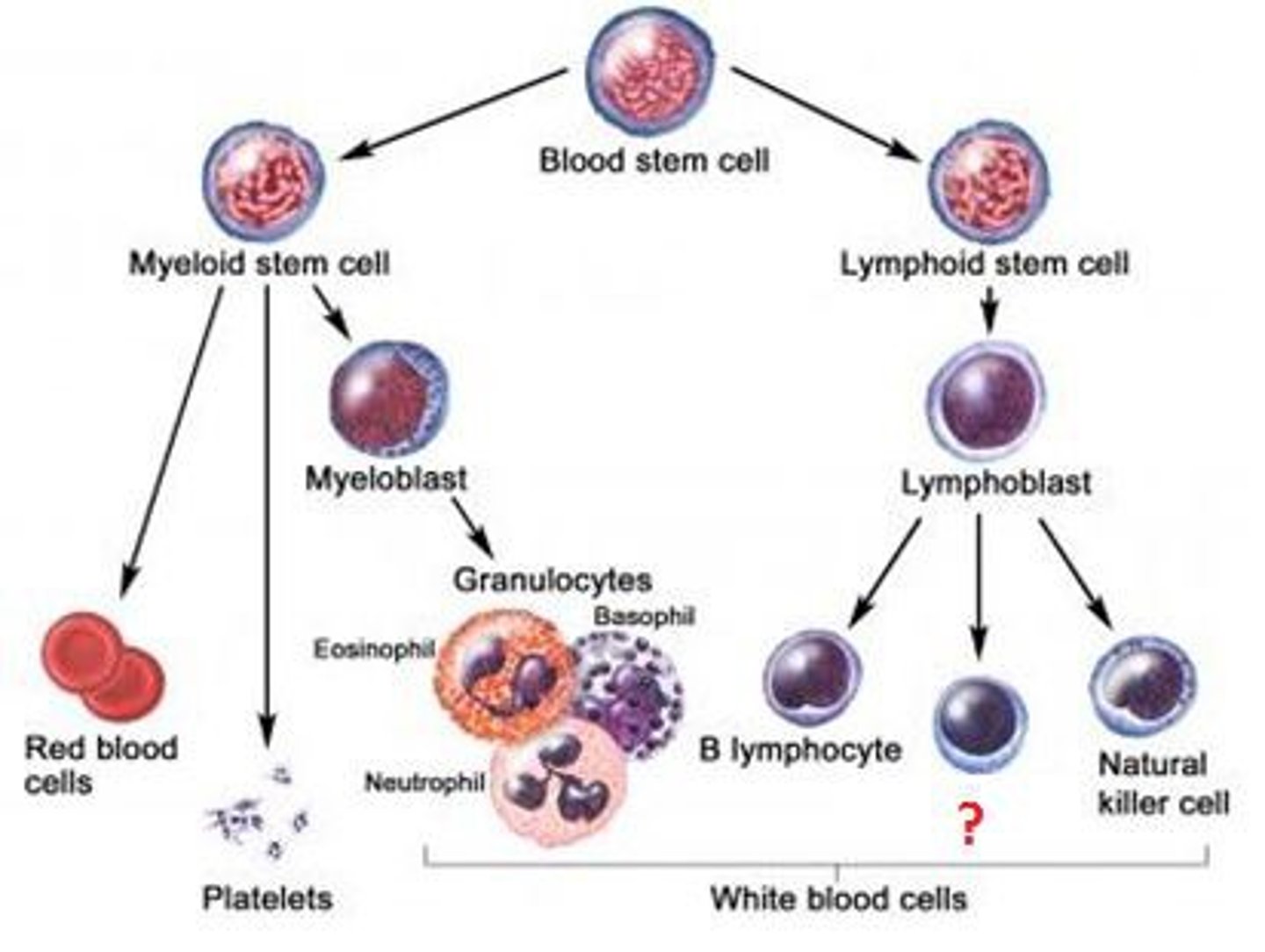 <p>A type of lymphocyte that matures in the bone marrow and can connect directly to the antigens on the surface of the pathogen</p><p>- Can detect free antigens in the blood stream</p>