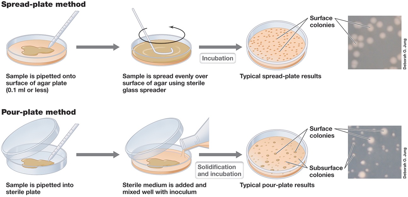 <ul><li><p><em>Its a way to measure a living, reproducing population </em></p></li><li><p><em>And the two ways are spread plate method and the pour plate method. </em></p></li><li><p><em>After performing these methods we count colonies (30-300)  and report them in a colony forming unit </em></p></li></ul><p></p>