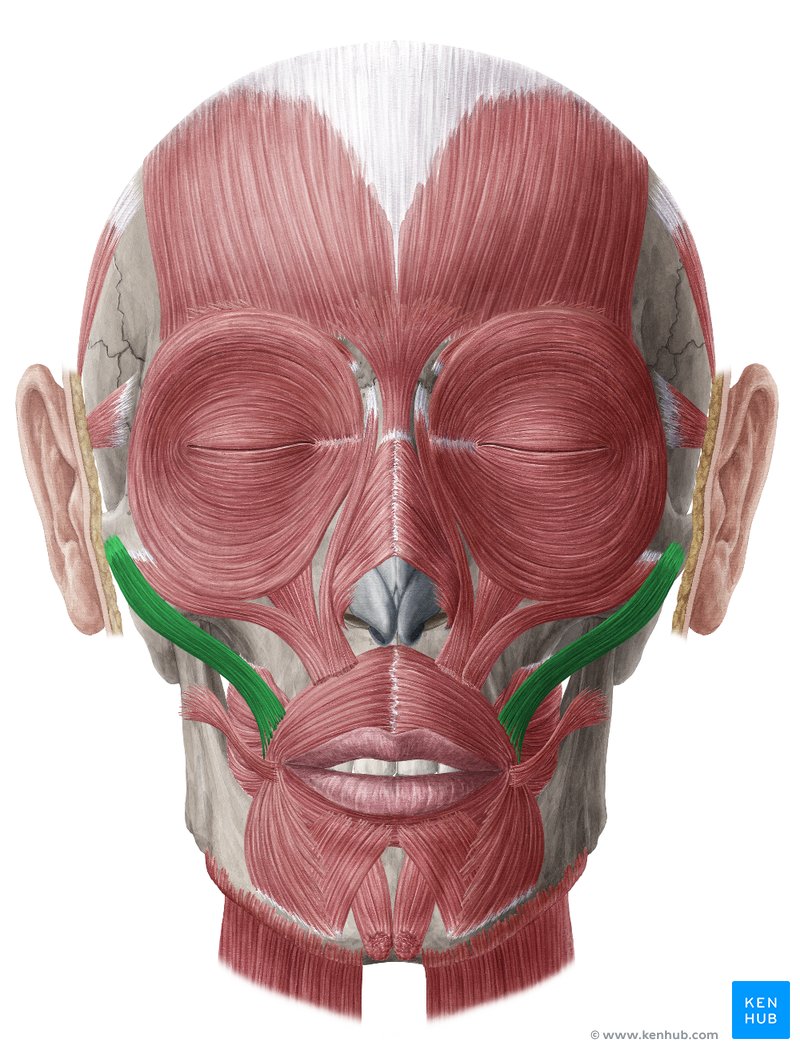 <p>Cheek; runs from the zygomatic bone toward the upper lip/corner of mouth.</p>