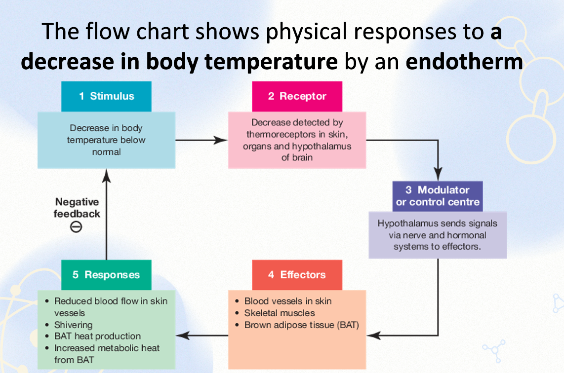 <p>Stimulus for endotherm</p>