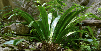 <p>Geef het geslacht.</p>