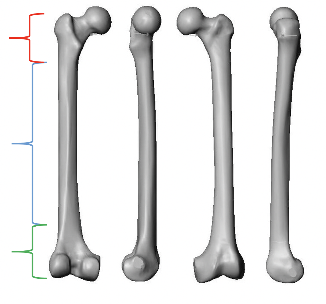 <p><span>Identify the REGION of the bone indicated by the red bracket. Be specific.</span></p>