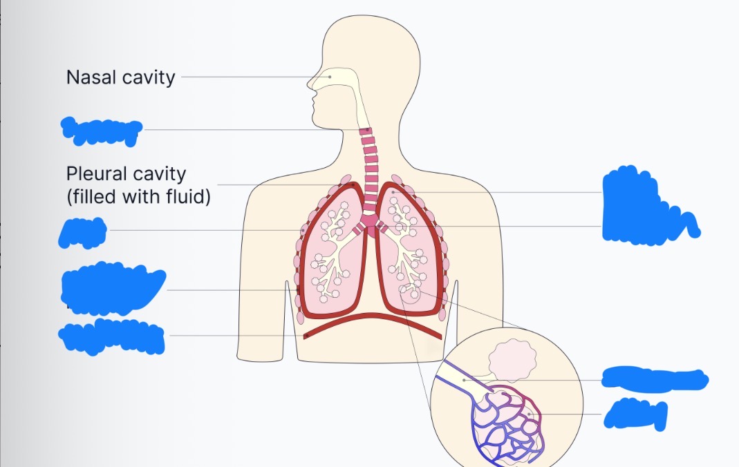 <p>Give the gross structure of the lungs, trachea, bronchi, bronchioles and alveoli- label the picture</p>