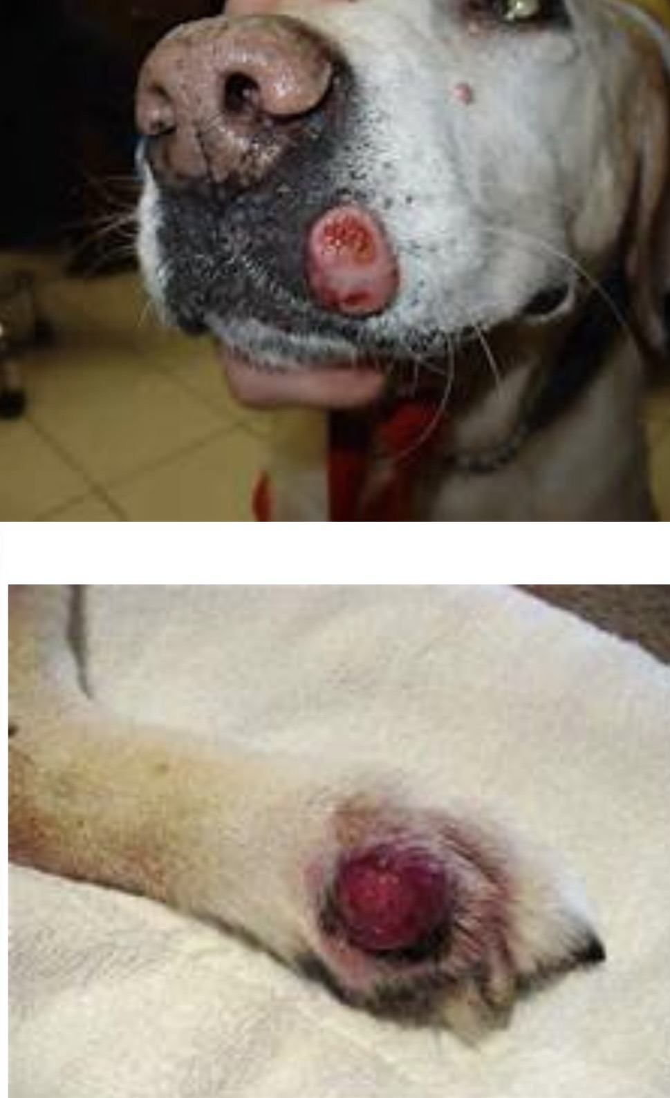 <img src="blob:null/25564144-64de-4bcf-aec5-352e79ab79d1" width="236" height="177"><img src="blob:null/c82751b2-92d8-4228-a99b-fa0ddf3bf340" width="210" height="158"><p>Malignant tumor</p>