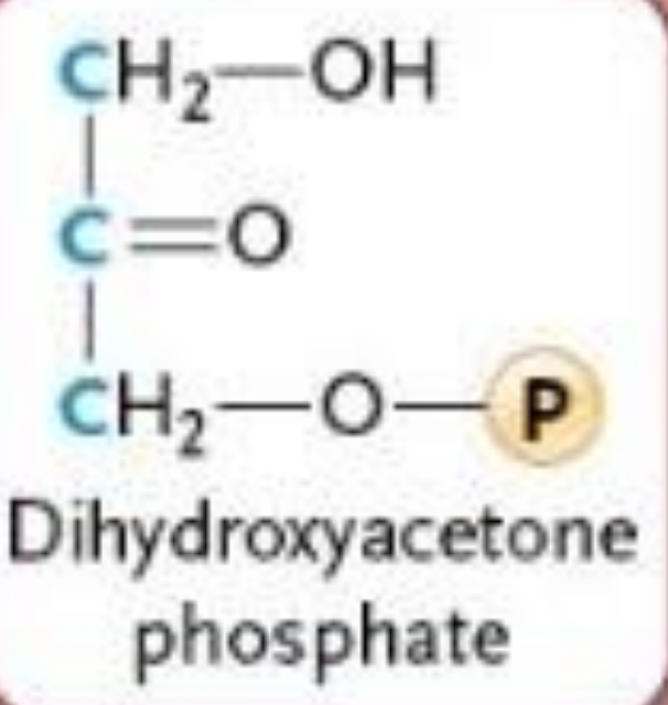 <ul><li><p>Fructose-1, 6-bisphophate → two glyceraldehyde-3-phosphate</p></li><li><p>these two (G3P) proceed independently</p><ul><li><p>why glycolysis produces (ATP and NADH) x2 </p></li></ul></li></ul><p></p>