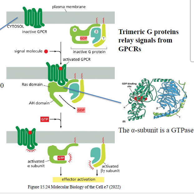 <ol><li><p>Ligand binder GPCR</p></li><li><p>GPCR ændrer konformation</p></li><li><p>GDP på Gα udskiftes med GTP</p></li><li><p>Gα dissocierer fra βγ</p></li><li><p>Gα-GTP og βγ kan aktivere effektorproteiner</p></li></ol><p></p>