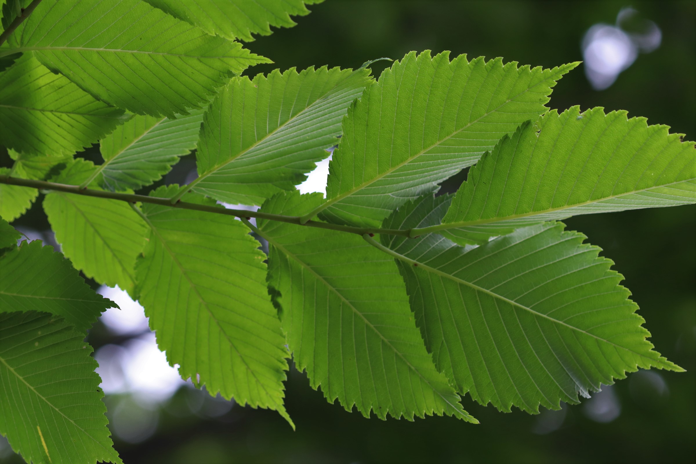 <p>Bark, deep irregular fissures and flattened, thick, interlacing, or braided ridges. Simple, alternate, and typically 3-6” long. Strongly asymmetrical (oblique) base and a doubly serrated margin. Papery-winged samara, wing that is deeply notched at the apex and fringed with tiny, pale hairs along the margin. </p>
