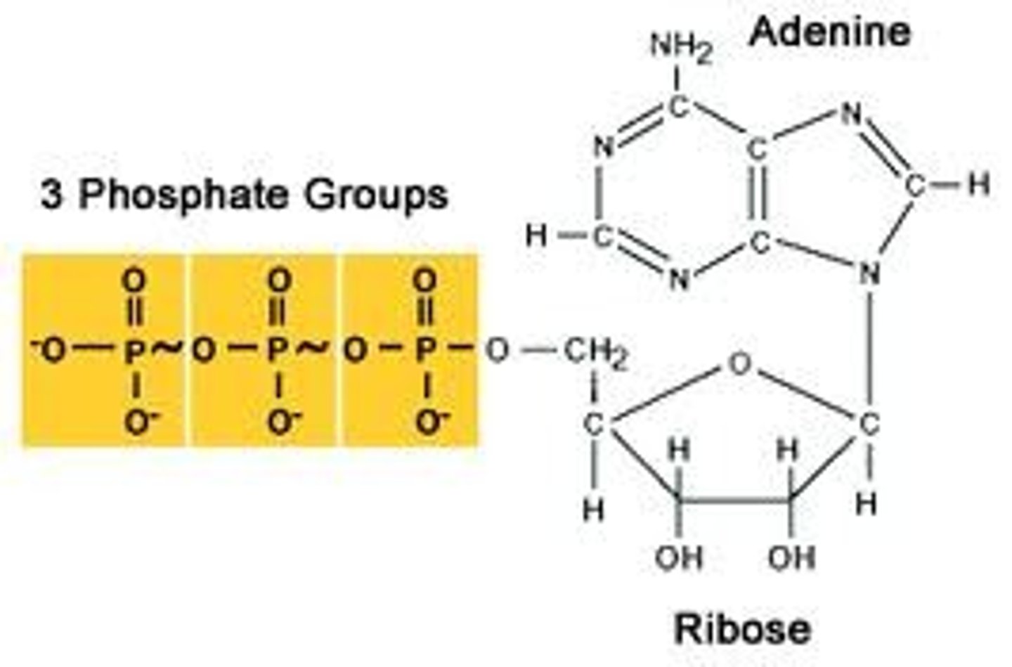 <p>The molecule in all living cells that stores and releases energy for cellular processes.</p>