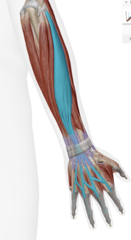 knowt flashcard image