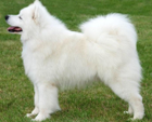<p>welk type hond is dit</p>
