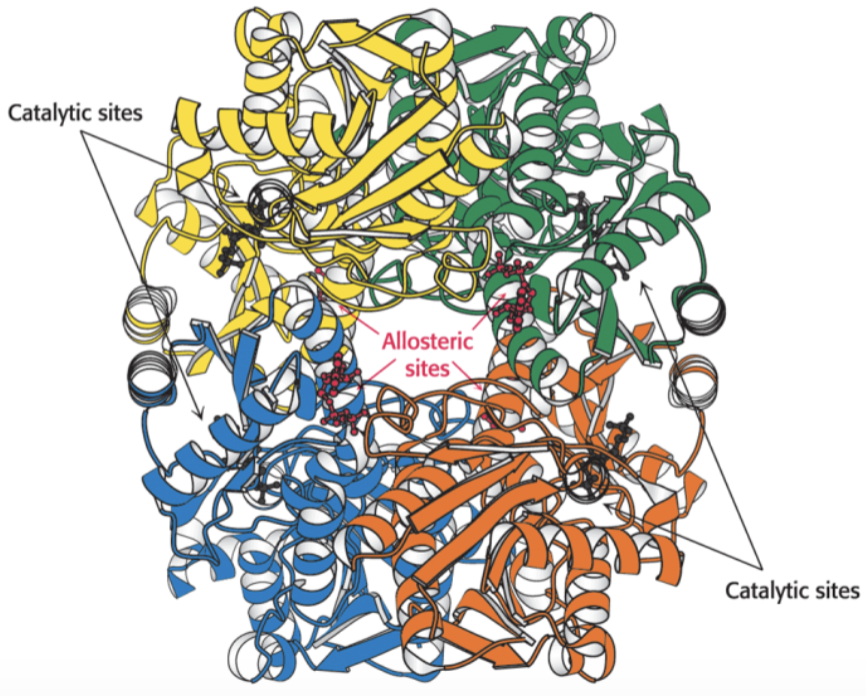 <p>Which of the following accurately describes the role of ATP in the regulation of glycolysis via phosphofructokinase (PFK)?</p><p>A) ATP binds to an allosteric site on PFK to inhibit its activity</p><p>B) ATP competes with ADP to activate PFK</p><p>C) ATP enhances the catalytic activity of PFK</p><p>D) ATP acts as a positive regulator of PFK</p>
