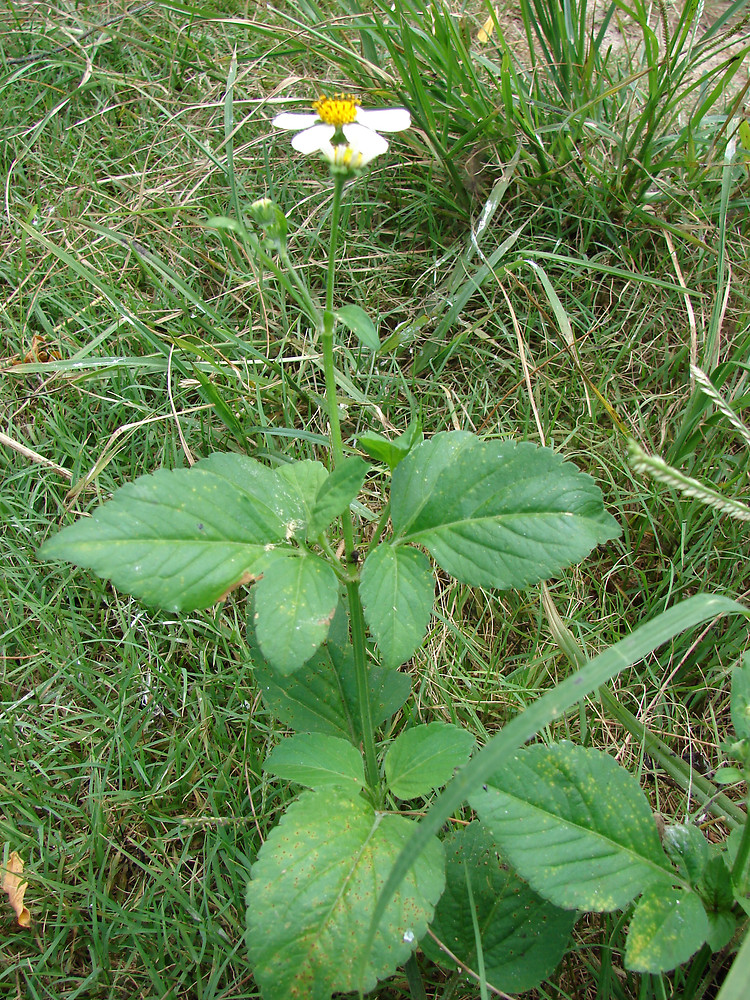 <p>asteraceae</p><p>opposite</p><p>asteraceae flowers</p><p>high helllow disc flower</p><p>white ray</p><p>often compound with 3 leaflets (trifoliolate)</p><p>serrated</p>