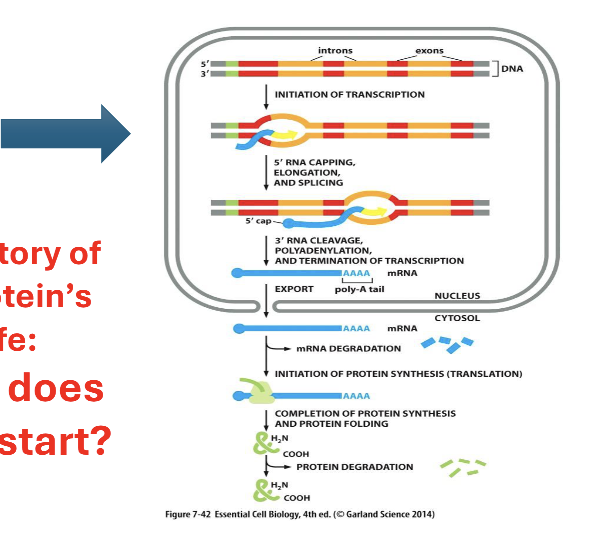 <p>ways to control protein amounts in a cell? why is ts important? </p>