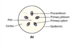 <p>where in the plant stem is this diagram</p>