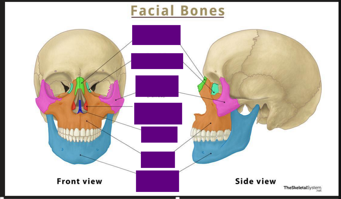 <p>Label the Facial Bones</p>