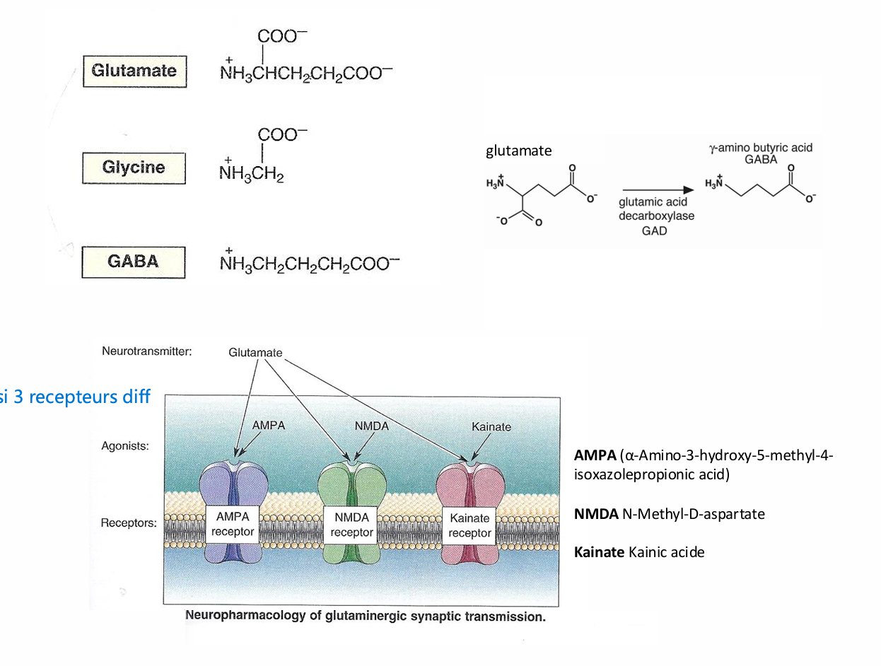 <ul><li><p>AMPA, NMDA, Kainate. Tous peuvent etre recepteur du glutamate mais ont chacun agoniste différent</p></li></ul><p></p>
