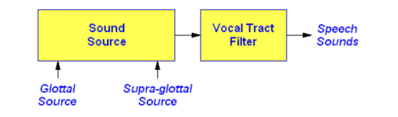 <p>the supra-laryngeal cavities (the vocal tract)</p>