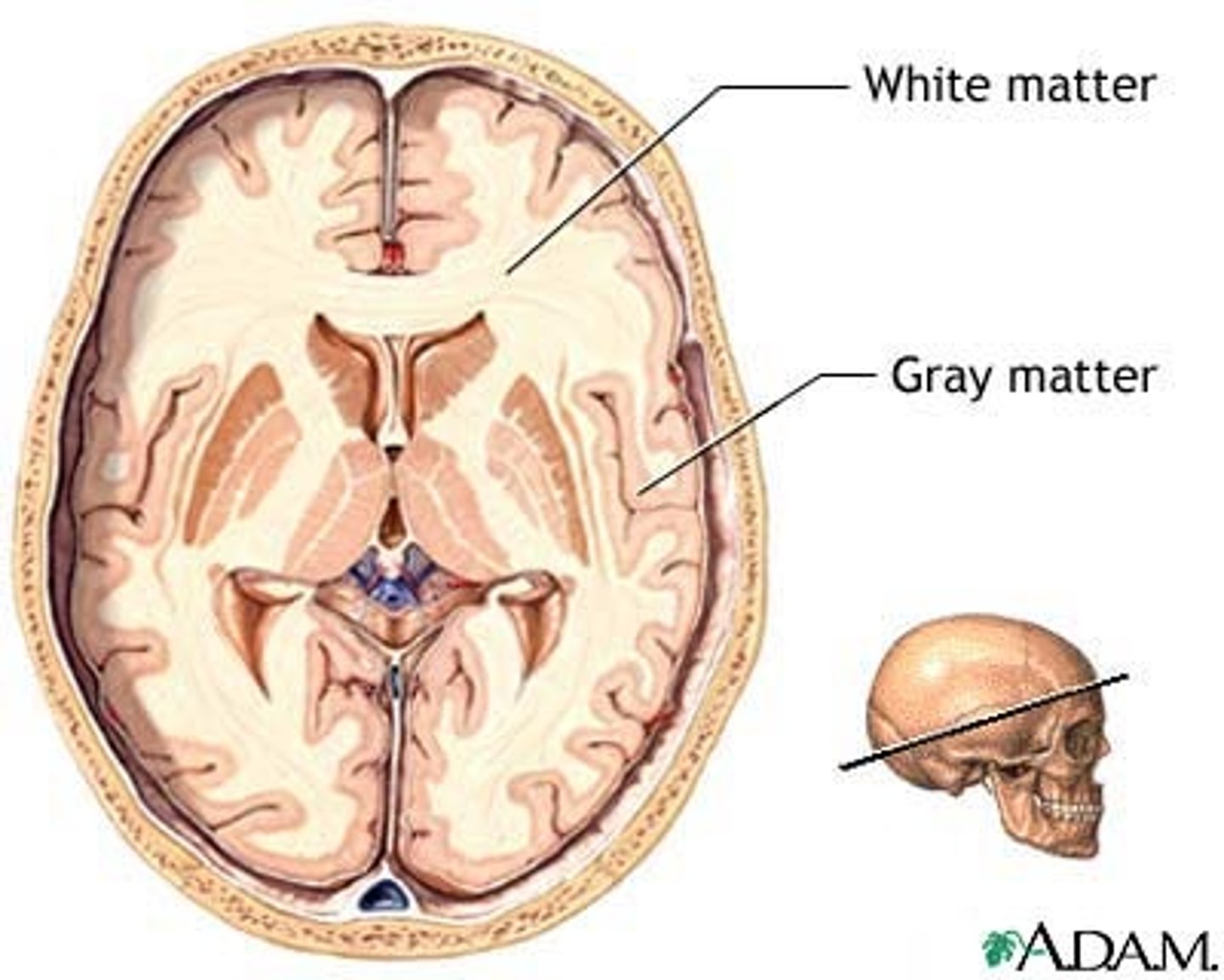 <p>Myelinated axons</p>