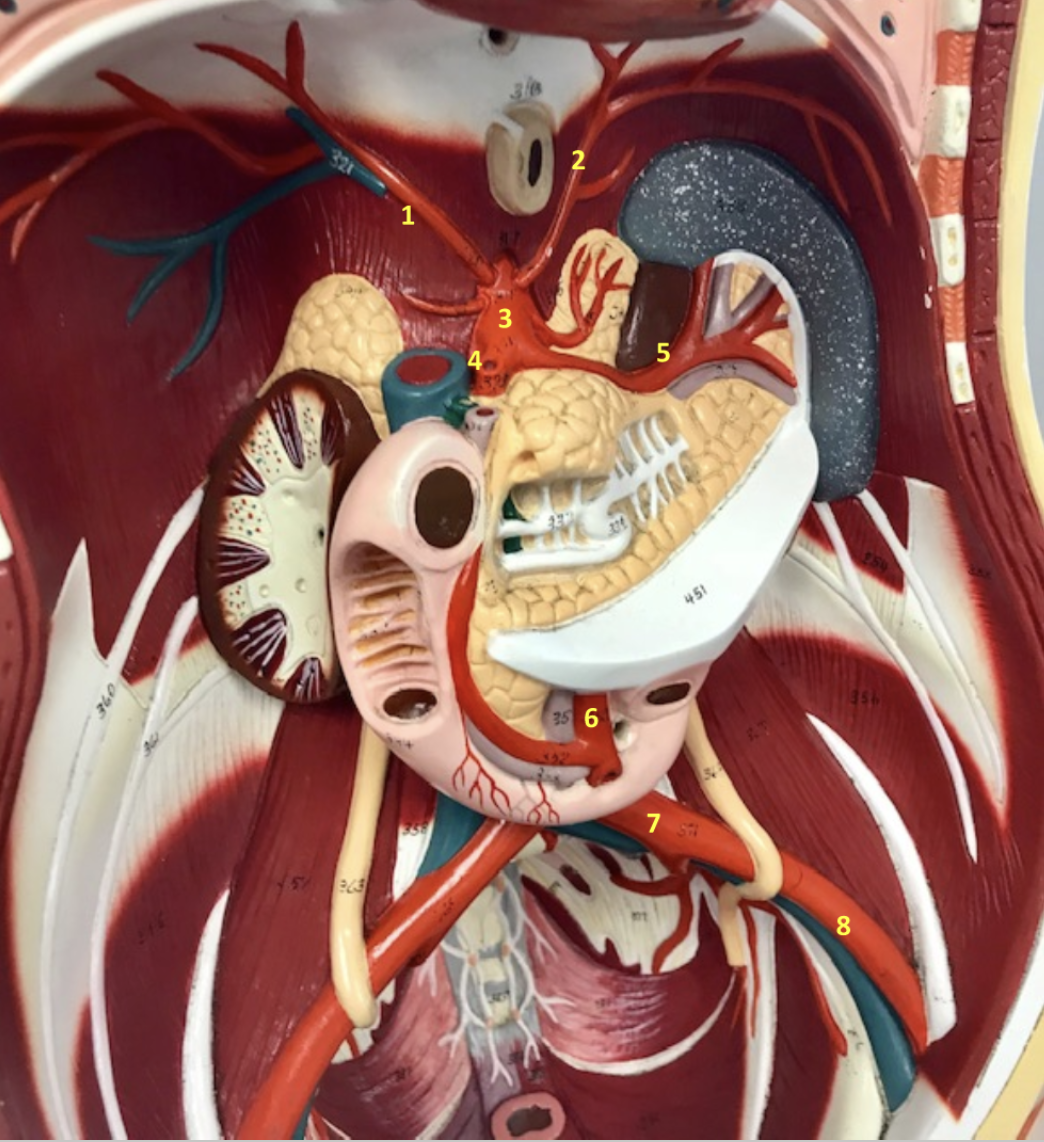 <p>Abdomen</p><p>1.Right inferior phrenic artery: Supply diaphragm with blood</p><p>2. <span style="background-color: transparent;">Left inferior phrenic artery: </span>Supply diaphragm with blood</p><p>3. Abdominal aorta</p><p>4. Celiac artery</p><p>5. Splenic artery</p><p>6.Superior mesenteric artery</p><p>7.Left common iliac artery</p><p>8. Left external iliac artery</p><p></p>