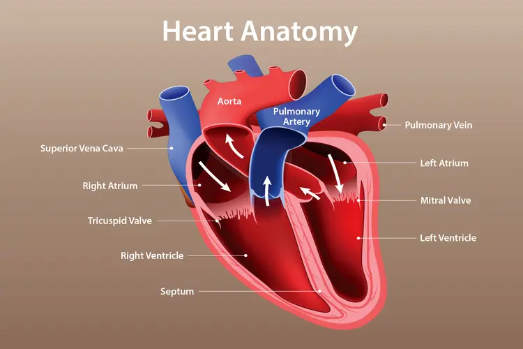 <p>superior vena cava—>right artium—> (tricuspid valve) right ventricle—> pulmonary artery—> lungs —>pulomnary vein —>left artium —> (mitral valve) left ventricle —>aorta<br></p>