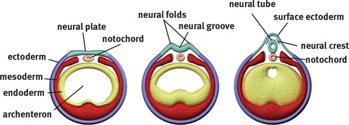 <ul><li><p>occurs after gastrulation</p></li><li><p>process where the flat ectoderm layer folds and transforms into a tube that later develops into the central nervous system</p></li><li><p><strong>notochord</strong> is a rod of mesodermal cells that help develop the fetus’ nervous system through signalling</p></li><li><p>overlying ectodermal cells fold in to form horms, <strong>neural folds</strong>, and the <strong>neuro</strong> <strong>groove</strong> lowers down towards the notochord</p><ul><li><p>all of this is a result of cell-to-cell communications</p></li></ul></li><li><p>as invagination continues, the 2 neural folds pull up and conjoin together to ft7<strong>neural tube</strong></p><ul><li><p>neural crest cells migrate in through here before tube closes completely</p></li></ul></li><li><p>neural folds pinch and fold into the neural tubes to make the <em>central nervous system</em> (brain + spine)</p><ul><li><p>as the folds fuse into the tube, specialized cells at the borders detach and develop into the peripheral nervous system, facial structures, and melanocytes (pigment)</p><ul><li><p><strong>neural crest cells</strong></p></li></ul></li><li><p>the anterior and posterior ends of the tube remain open temporarily </p><ul><li><p>failure to close creates defects like <u>anencephaly</u> or <u>spina bifida </u></p></li></ul></li></ul></li></ul><p></p>