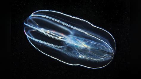 <p>Bolinopsis infundibulum</p>