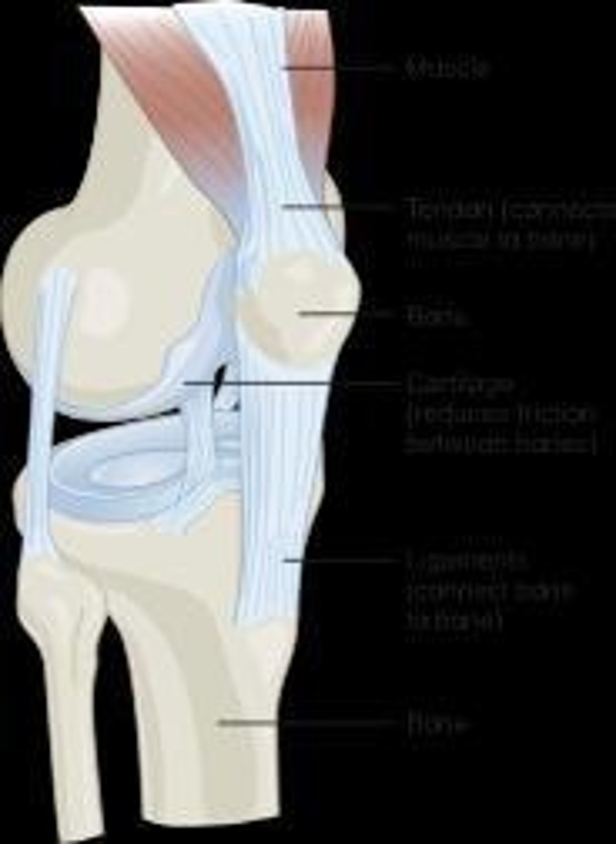 <p>Tendons attach muscles to bone.</p>