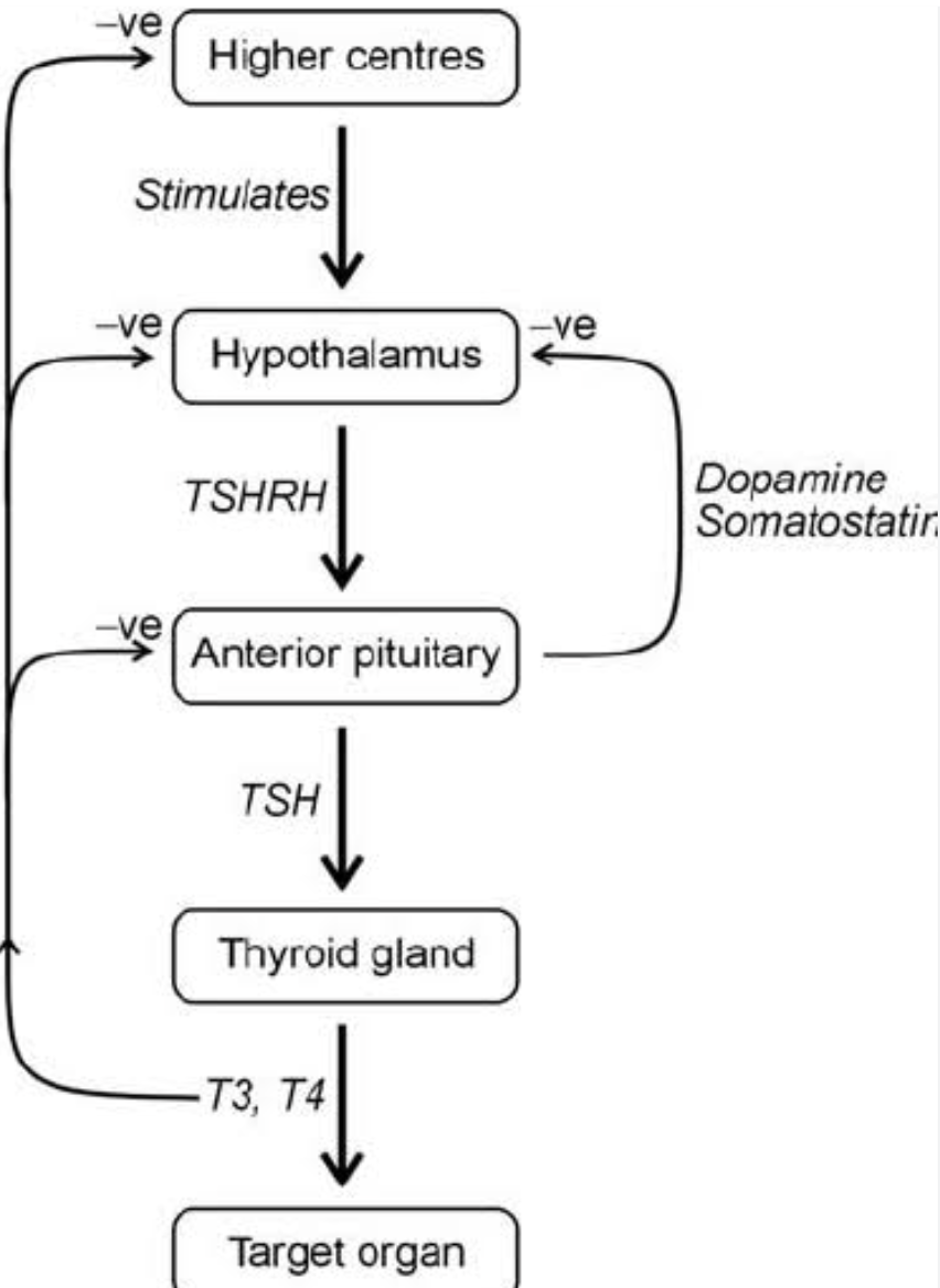 <ul><li><p>Hypothalamus = modulator</p></li><li><p>Anterior pituitary + Thyroid gland = effector</p></li></ul><p></p>