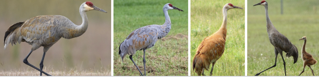 <ul><li><p><span style="background-color: transparent;"><strong>Habitat:</strong> breed in open wetlands surrounded by trees, nest in marshes, bogs, etc. (prefer standing water), winter in S- roost in shallow lakes/rivers, spend day at, pastures, etc.</span><span>&nbsp;</span></p></li><li><p><span style="background-color: transparent;"><strong>Diet:</strong> omnivores- seeds, grains, may include berries, small verts and inverts, nonmigratory pops- adult and larval insects, snails, reptiles, amphibians, etc.</span></p></li><li><p><span style="background-color: transparent;"><strong>Characteristics:</strong> large, tall, long legs, bulky body tapers into long neck, </span><span>red patch on head</span><span style="background-color: transparent;">, range from silvery gray to orangely brown, big long feathers on butt, very broad wings, fly extremely high (may hear but not see)</span></p></li></ul><p></p>