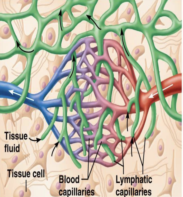 <ol><li><p>How are collecting lymphatic vessels similar to veins?</p></li><li><p>How do collecting lymphatic vessels differ from veins?</p></li></ol><p></p>