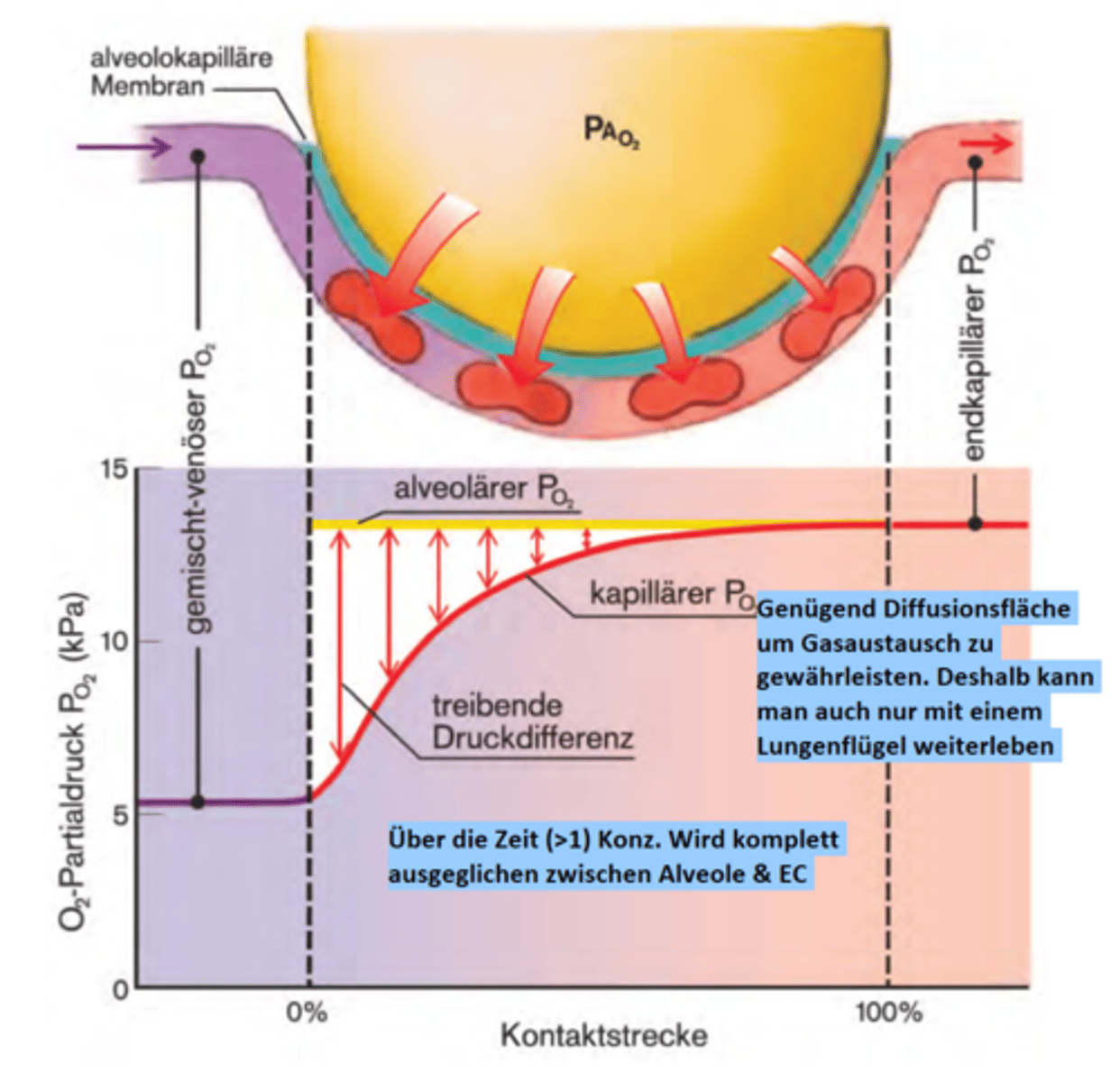 <p>EC fliesst an Alveole vorbei (ca. 0.7s) & erhält über Diffusion O2 (Diffusion entlang des Partialdruckgradienten).</p><p>Der EC erreicht vor halber Kontaktstrecke seinen max. pO2</p>
