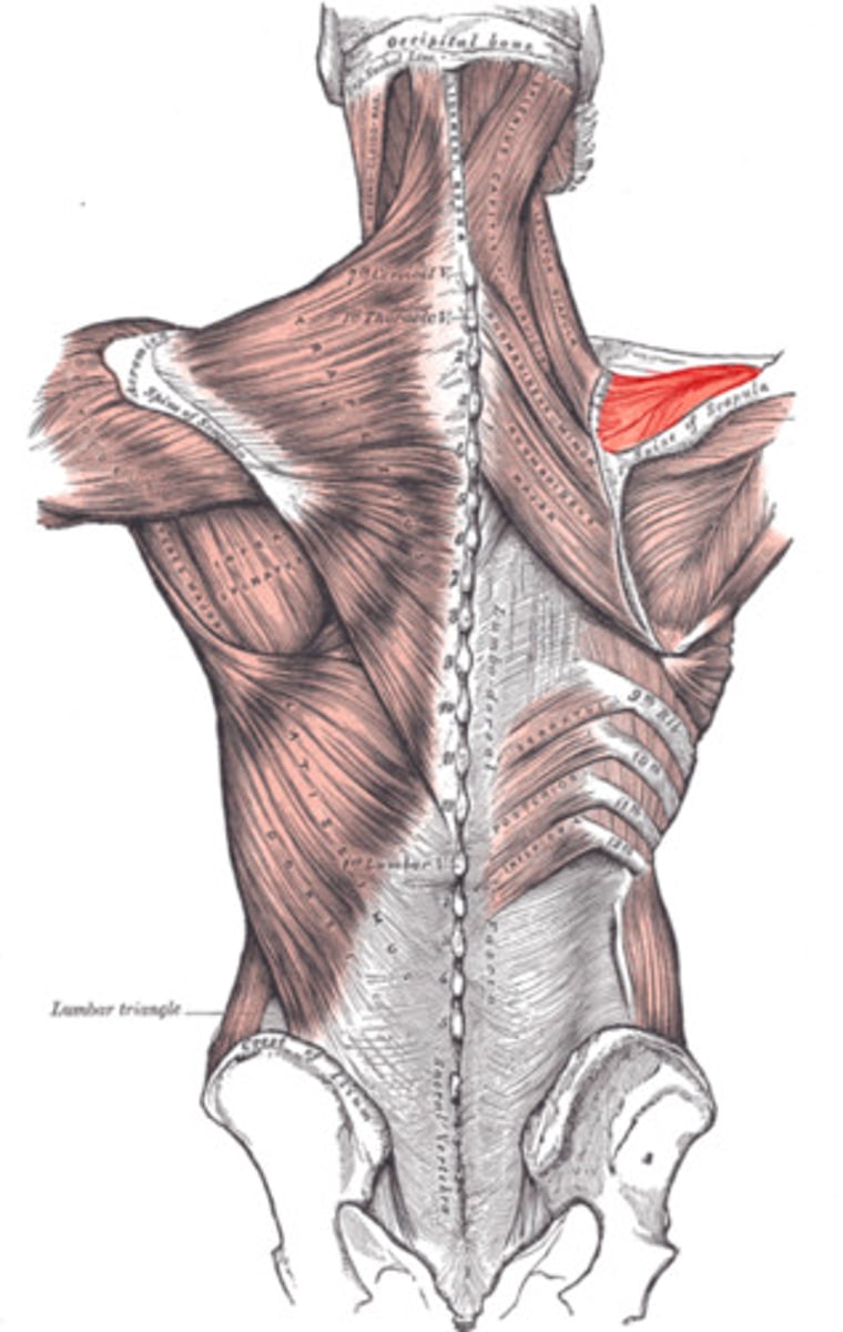 <p>origin: scapula</p><p>insertion: humerus</p><p>action: abducts arm</p>