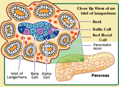 <p>from endocrine tissue in pancreas called islets of Langerhans</p><p>secreted from β cells</p>