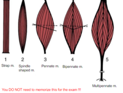 <p>review</p>